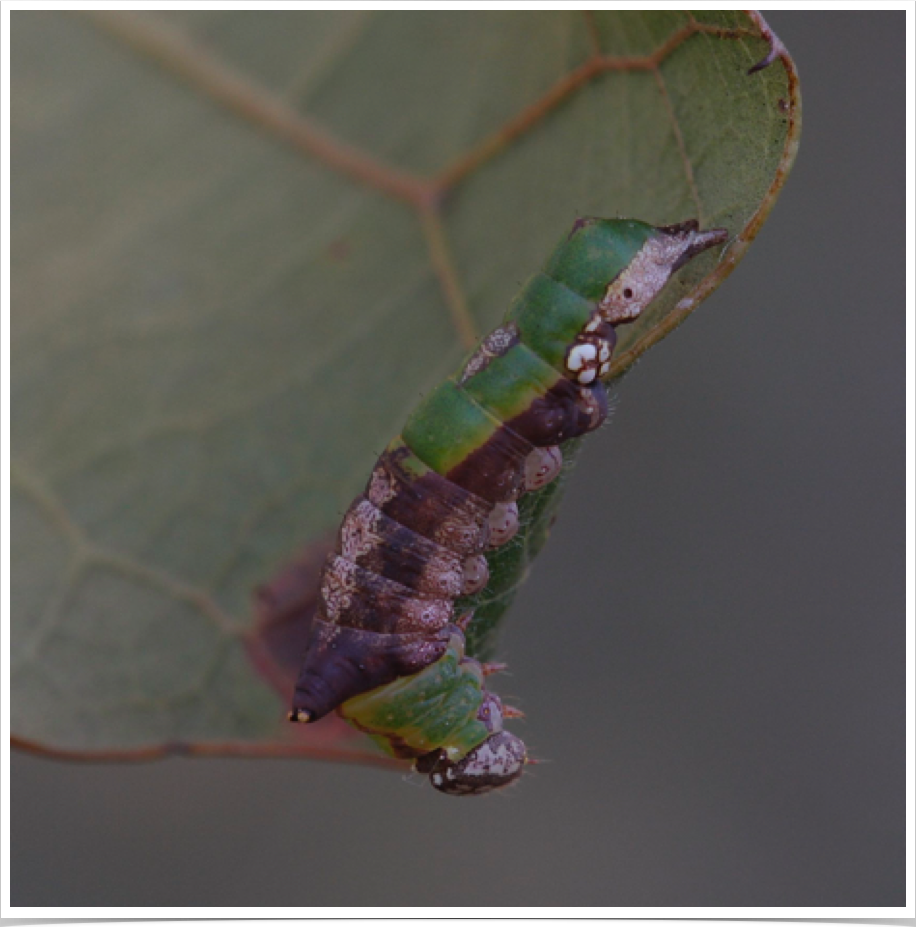 Lace-capped Caterpillar on Oak
Oligocentria lignicolor
Dekalb County, Alabama Lace-capped Caterpillar on Oak
Oligocentria lignicolor
Dekalb County, Alabama